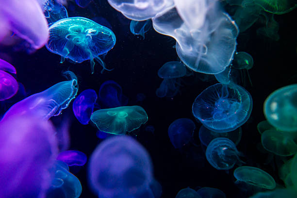 Jellyfish with neon glow light effect in the aquarium