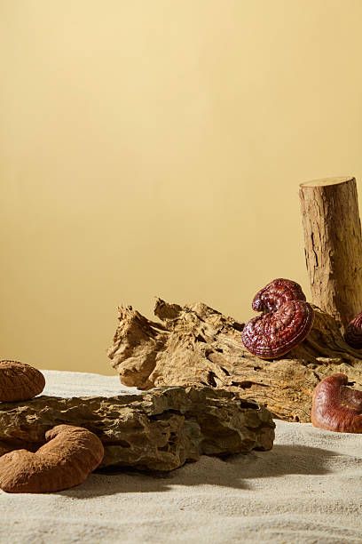istock Vertical composition showing rustic wood and reishi mushrooms, captured on soft sand with muted tones, perfect for herbal medicine storytelling. Beige background and copy space 2236672157