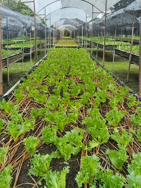 Lettuce Growing in Greenhouse with Straw Mulch
