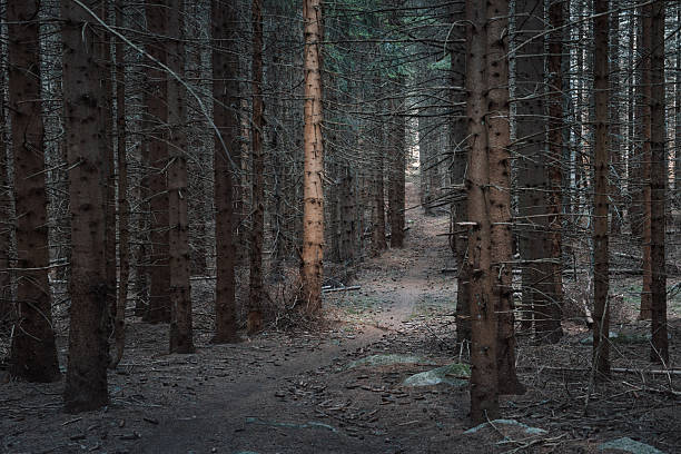 istock Forest path winding through tall, dark pine trees, evoking mystery and seclusion in a moody, natural woodland scene 2236672872