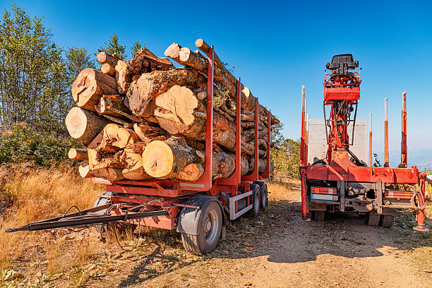 Logging truck and trailer loading or transporting cut timber logs in a forest clearing under a clear blue sky. Wood industry