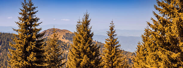 Evergreen pine trees standing tall against a blue sky, overlooking a vast mountain landscape and forest under natural light