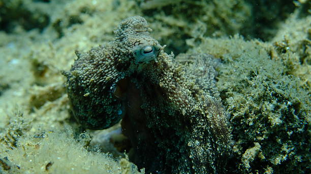 istock Common octopus (Octopus vulgaris) hunting, Aegean Sea 2236673334