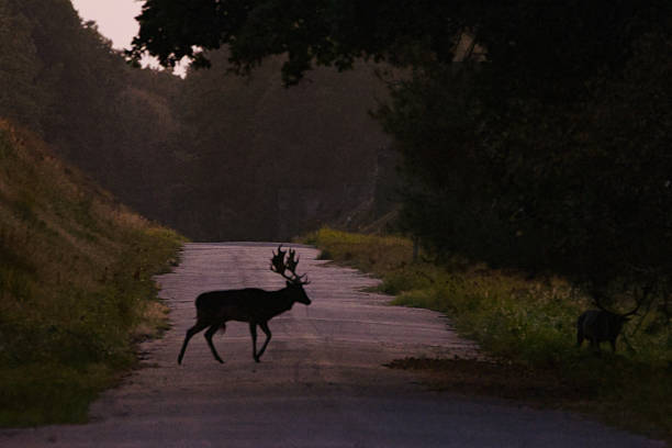 istock Fallow deer crossing a forest path at dusk, silhouette of fallow deer with large antlers, fallow deer from the side in dim evening light surrounded by green hills and trees, Dama dama 2236674522