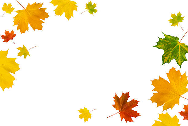istock Set of maple leaves flying in row isolated on white background with clipping path. Gradient of maple leaves from green to dark red. Banner. Element for design. 2236674537