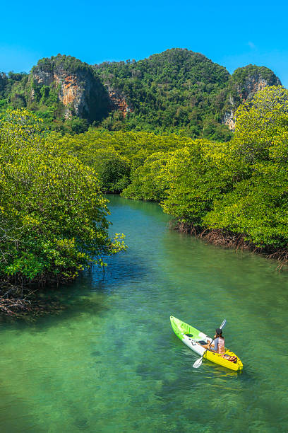 istock kayaking in the mangrove forest of Phi Phi Island, Krabi, Thailand 2236675451