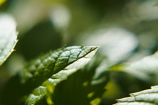 istock Green mint leaves, herbs in the garden. 2236676856