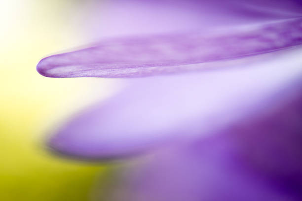 macro photography of the eleven o'clock flower
