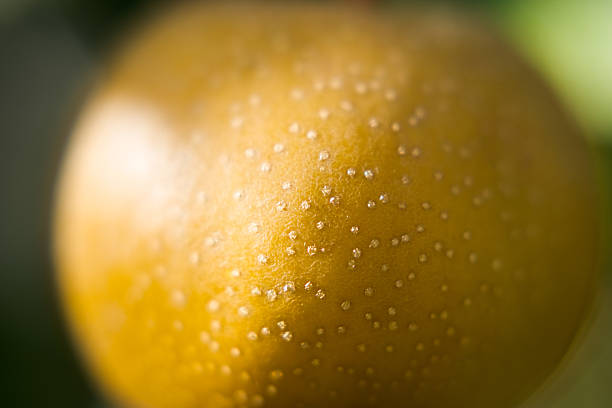 Asian pear, interesting in taste and as a garden plant, abstract.