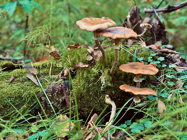 autumn honey mushroom growing in forest