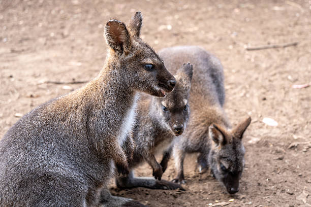 istock Group of wallabies standing together on Kangaroo Island, Australia 2236678904