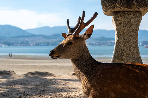A peaceful deer lies in the shade beside a stone lantern, overlooking the sea on the tranquil beach of Miyajima, Japan