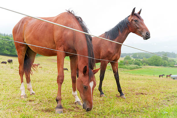 istock Two Brown Horses Grazing in a Lush Green Meadow 2236679942