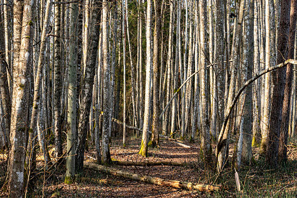 istock spring landscape with trees, beautiful tree trunks, vegetation without leaves and foliage, early spring in nature 2236680058