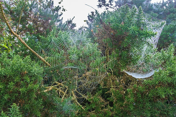 Dew-covered spider web glistening in Irish hedgerow on a crisp autumn morning.