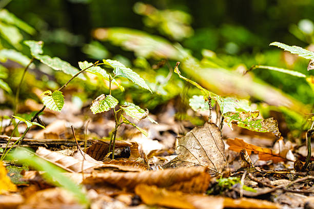 Young small trees growing on the forest floor in a lush green summer forest. Sunlight filters through the canopy, casting soft light on fresh leaves and vibrant undergrowth.