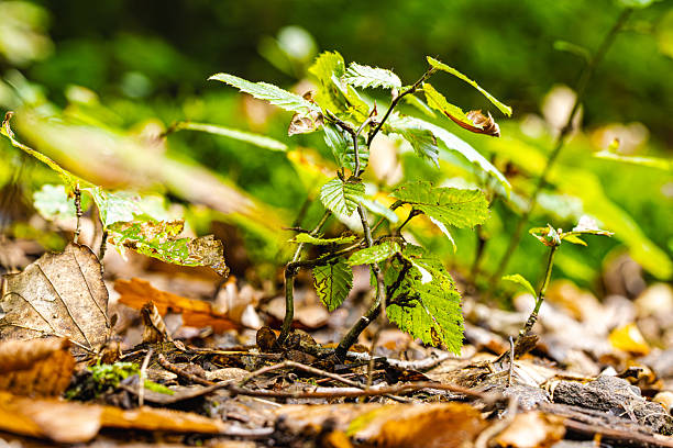 Young small trees growing on the forest floor in a lush green summer forest. Sunlight filters through the canopy, casting soft light on fresh leaves and vibrant undergrowth.