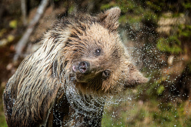 Grizzly bear fishing in the river catching spawning salmon in Hyder, Alaska.