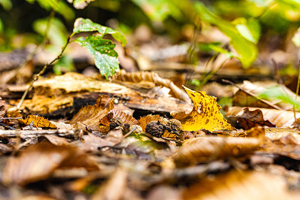 istock Young small trees growing on the forest floor in a lush green summer forest. 2236680437