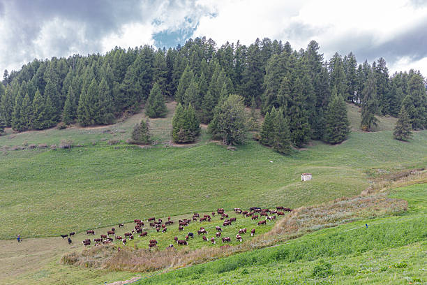 istock Cows grazing in a mountain meadow under a cloudy sky 2236680930