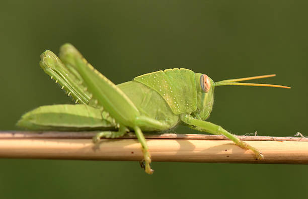 istock Bright green grasshopper resting on a thin wooden stick in nature 2236682884