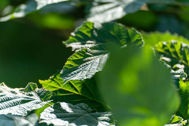 Hazelnut leaves Corylus avellana close-up. Green hazelnut leaves Corylus avellana are lit by the sun. Their textured surface and veins are clearly visible.