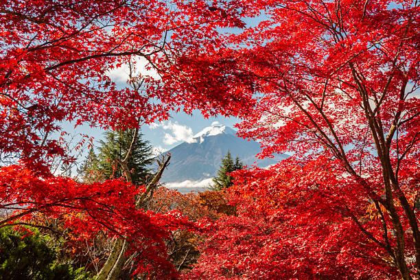 istock Mount Fuji and red maple trees in autumn, Arakurayama, Japan 2236683040