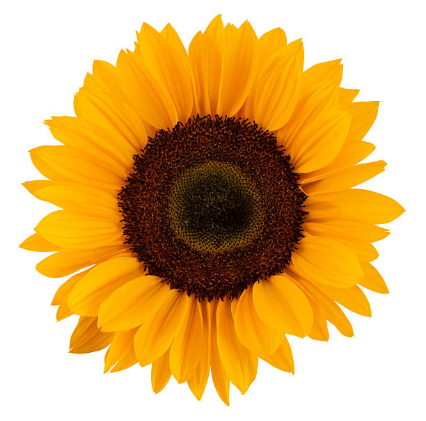 istock Wonderful yellow sunflower in top view. Cut out, including clipping path. 2236683042