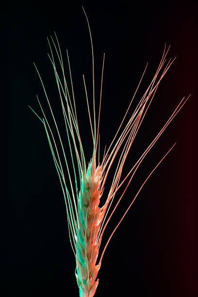 istock Single wheat ear with colorful lighting on a black background, highlighting texture and detail. Perfect for agriculture, food, and nature concepts. 2236683812