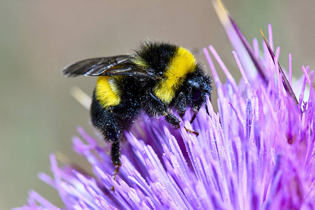istock fluffy bumblebee collecting nectar from a purple thistle flower 2236683823