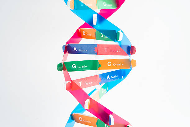 istock DNA molecule spiral structure model isolated on white background, chromosome and gene chemical science biology. 2236685060