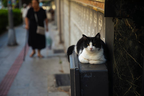 A black cat standing on the steps of the Colosseum. It doesn't seem to be afraid of people. It has a nice face. Rome.