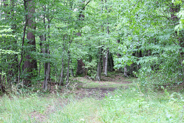 istock ​A forest path bathed in soft daylight, disappearing into the depths of a dense green thicket. Tall grass is visible in the foreground, creating a sense of immersion in the wild, where peace and quiet reign. 2236686901
