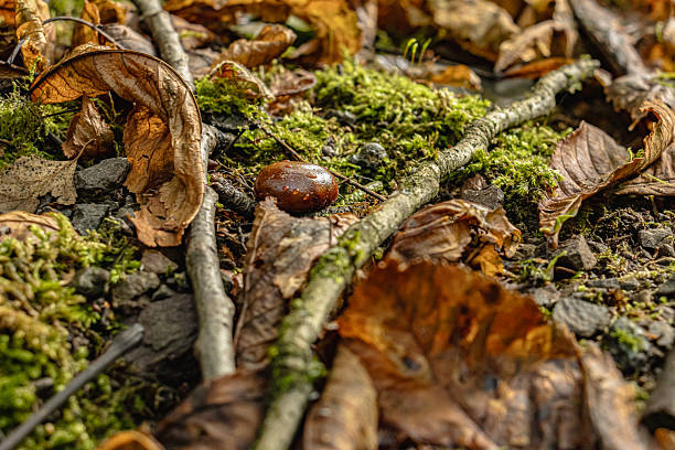 istock Brown chestnuts in their spiky shells lying on the colorful autumn forest floor 2236687877