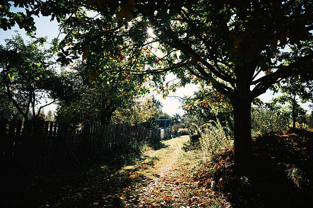 Hidden footpath under trees in sunny September day