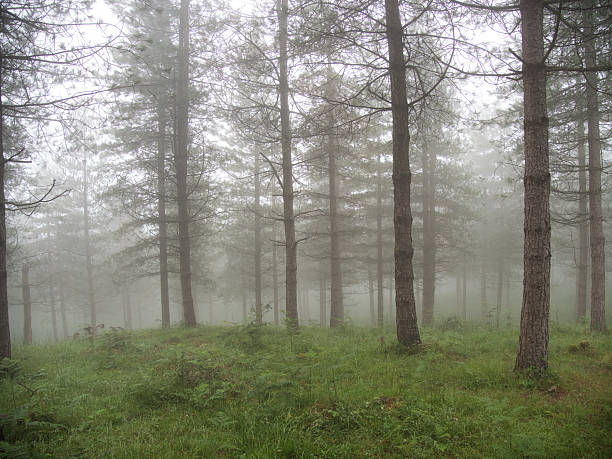 istock Dense misty forest with atmospheric pine trees - A group of pine trees with bare branches partially hidden by a thick fog creating a tranquil and mysterious woodland scene. 2236690194