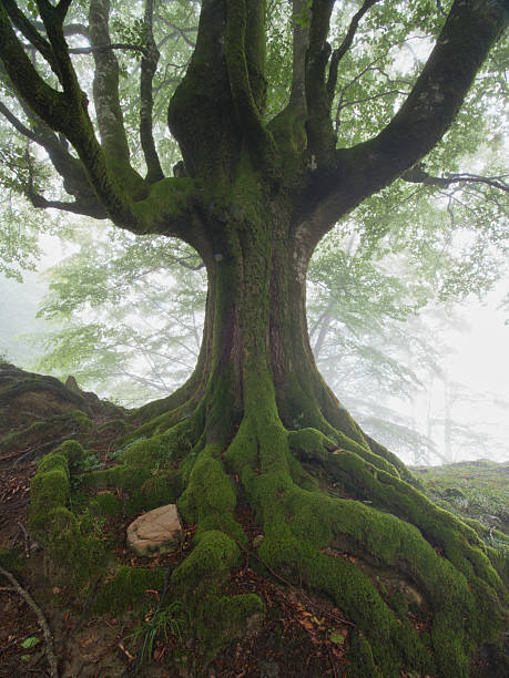 istock Ancient tree with gnarled roots in a foggy forest - A large, ancient tree with its thick trunk and gnarled roots covered in bright green moss, set against a mysterious and misty background. 2236690238