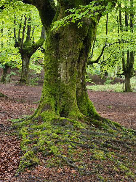 istock Ancient trees and stream in a magical forest - A serene scene in a mystical forest with an ancient moss-covered tree, a tranquil stream, and gnarled trees under a soft, diffused light. 2236690293