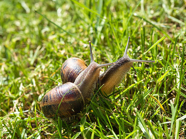 Spanish slug beside a buttercup, low perspective, shallow depth of field, bokeh
