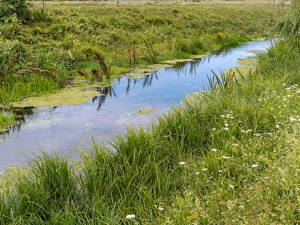 istock A small stream running through a lush green field 2236690425