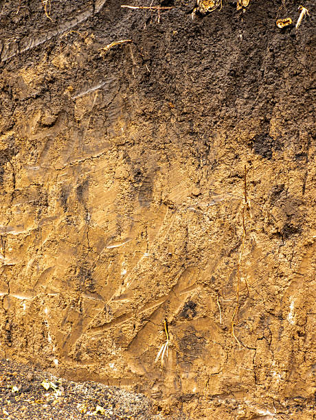 istock Close -up earthen sterea with roots in the context 2236690727