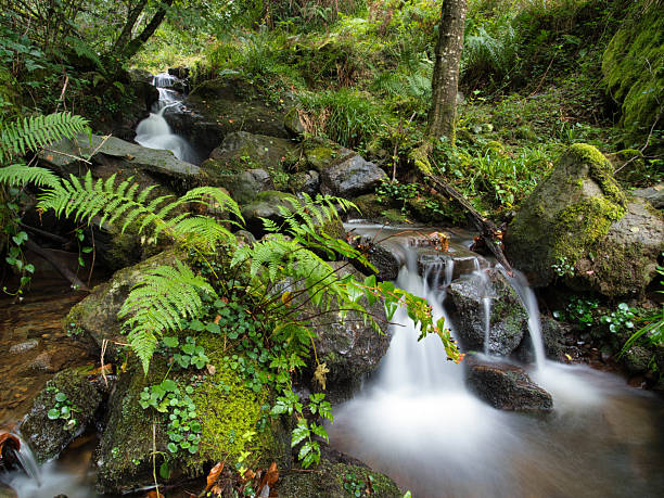 istock Tranquil forest stream with small waterfall - A serene, long exposure shot of a small waterfall cascading over mossy rocks amidst lush green ferns in a forest. 2236691274
