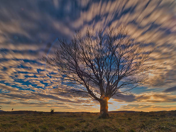 Single tree under dynamic sunset sky - A striking long exposure shot of a solitary tree silhouetted against a dramatic sunset with streaking clouds.