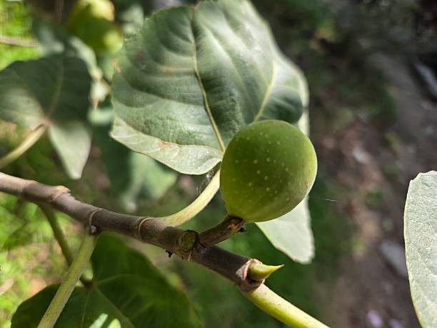 istock Close-up of a fresh fig fruit on the tree 2236692226