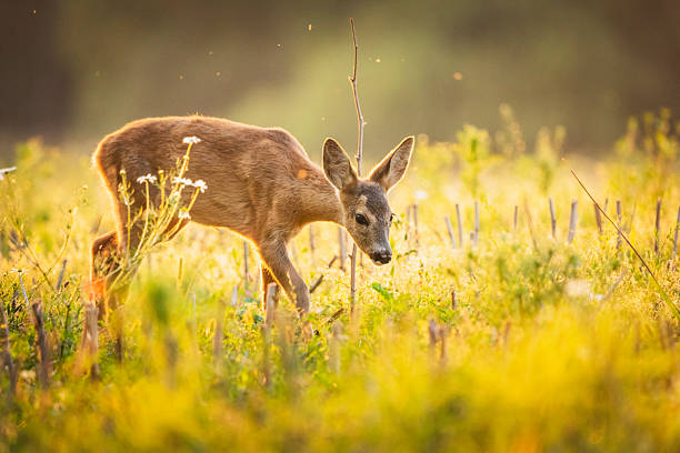 istock Young roe deer in the field 2236693616