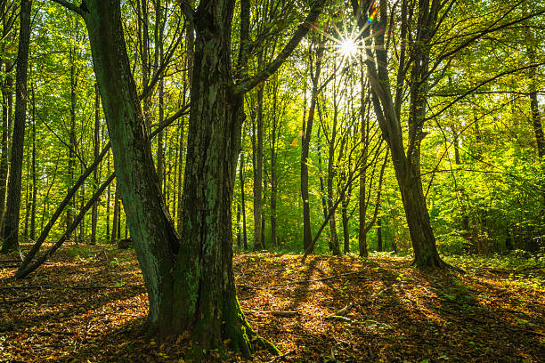 istock Sun in the mysterious natural forest 2236693625