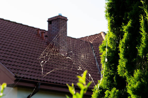 A delicate spider web stretches between two branches, catching sunlight in a serene garden. The web's fine details contrast with the nearby vibrant green foliage and housing structure.