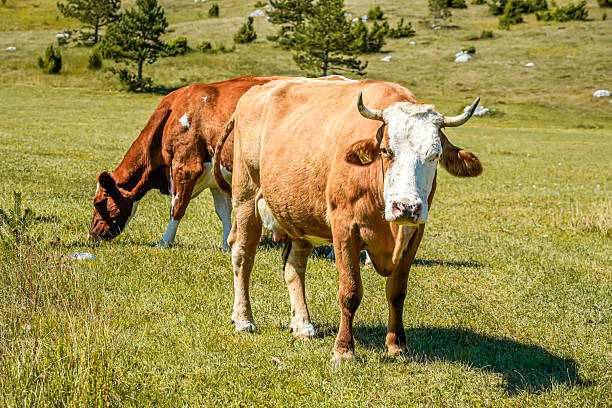 A cow grazes on a green mountain meadow in Montenegro. Rural lifestyle and nature scene.