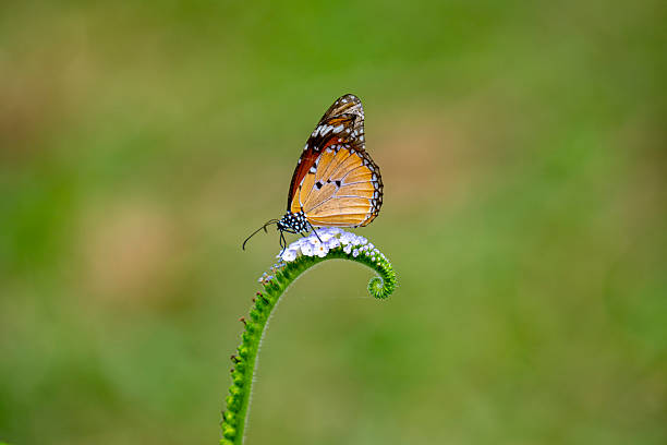istock Plain Tiger butterfly (Danaus chrysippus) with orange, black, and white-spotted wings. 2236694831