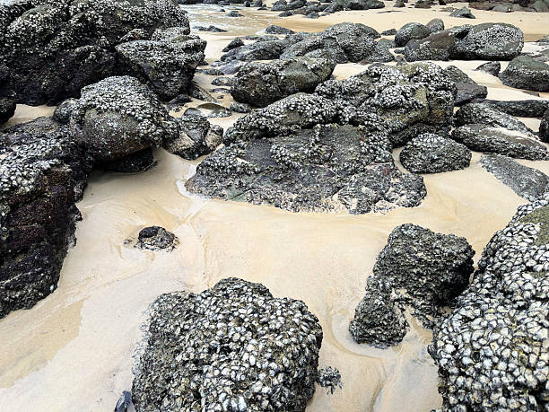 Rocky beach with oysters and seaweed in low tide.